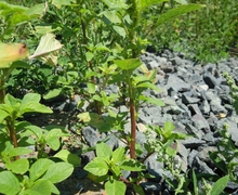 Amaranthus bouchonii 