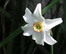 Datei:Narcissus poeticus.jpg