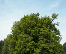 Datei:Carpinus betulus - Hunsrück 001.jpg