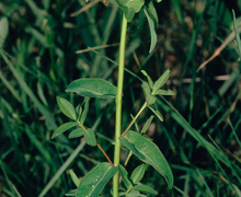 Datei:Euphorbia verrucosa W.jpg